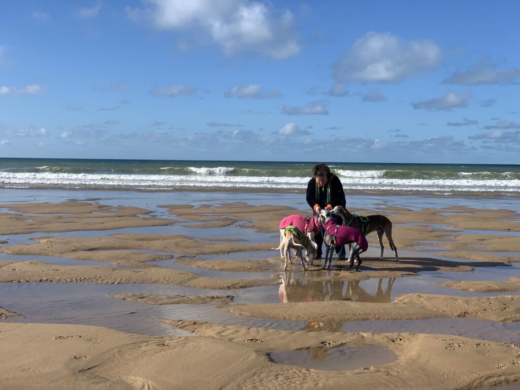 Aktuelles Ferien mit Hunden in der Normandie