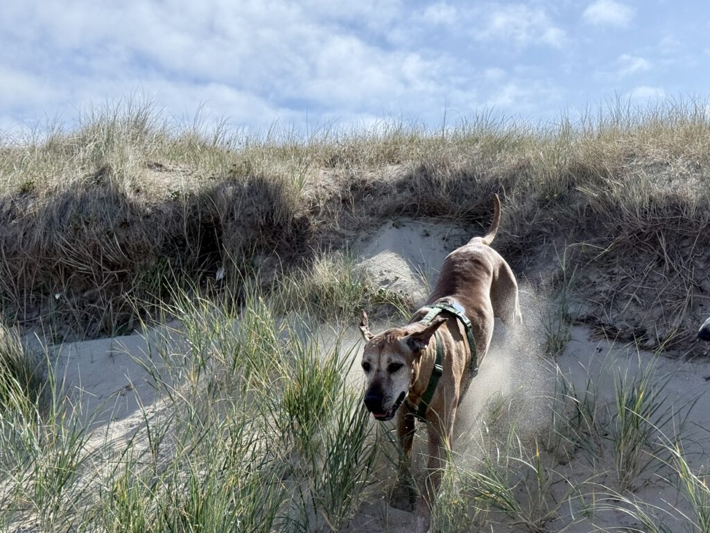 Hund in den Dünen