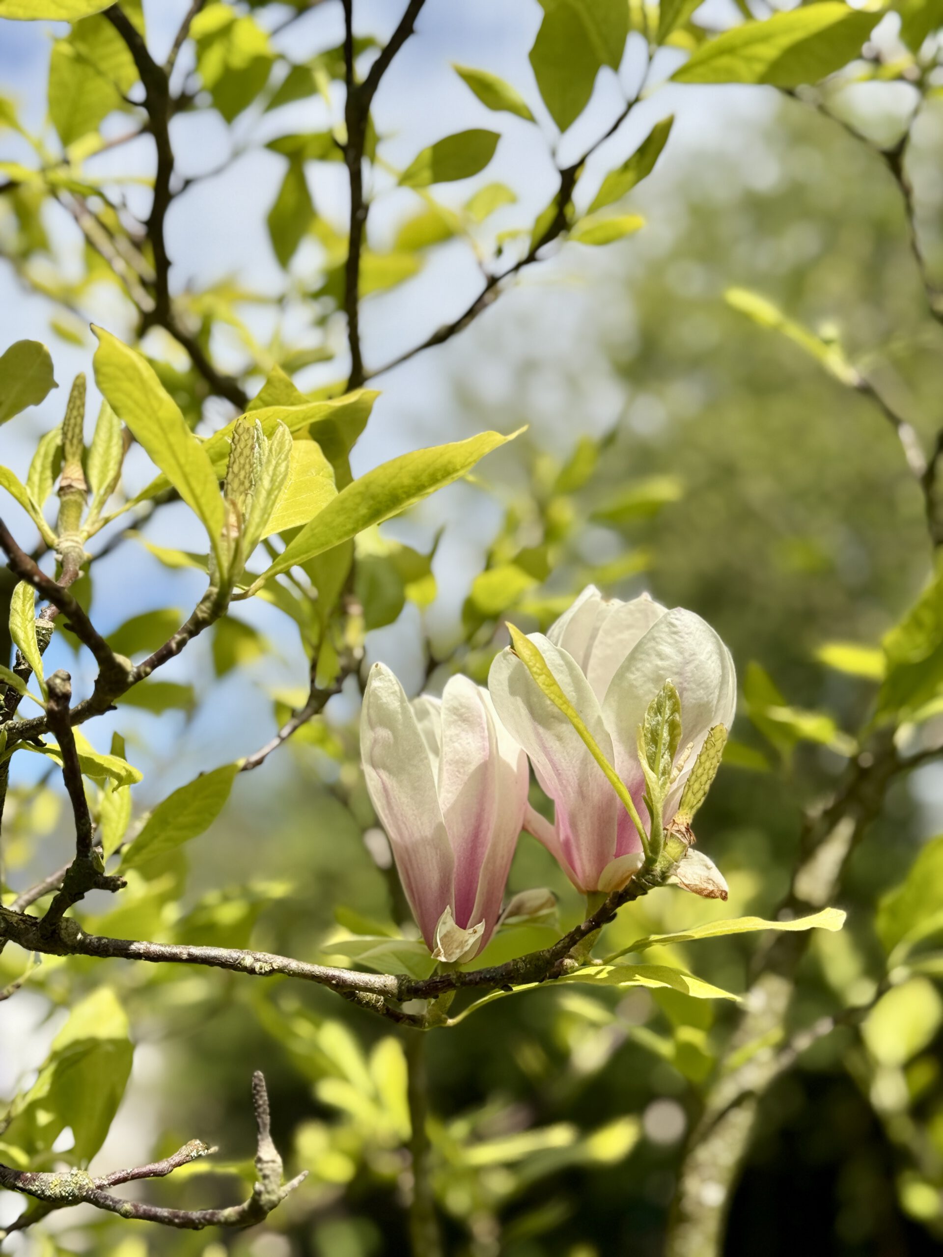Magnolienblüte in La Benoiterie