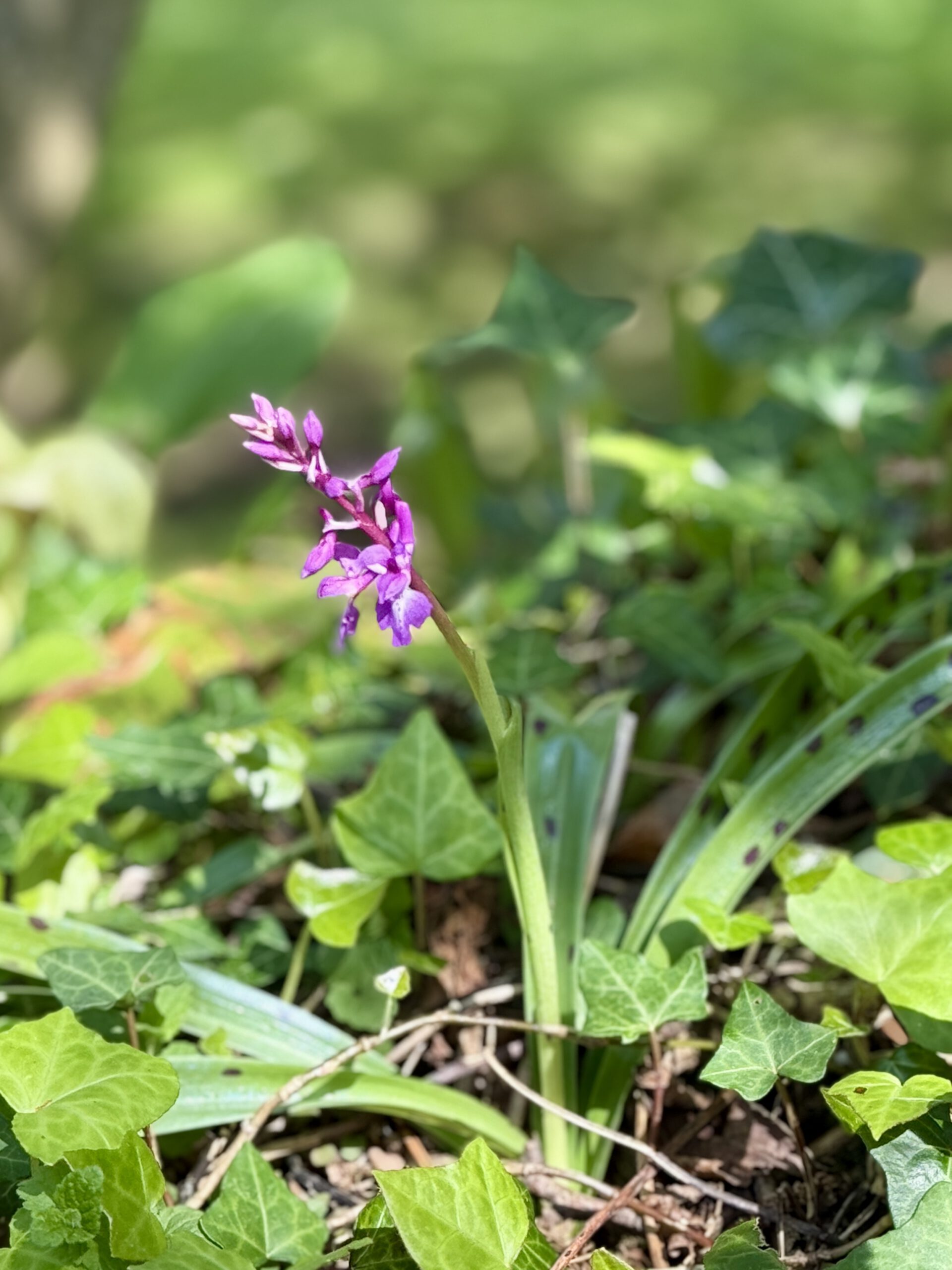 Wilde Orchidee im Garten von La Benoiterie